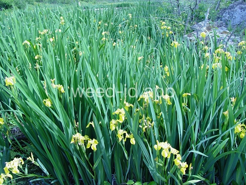 iris, yellowflag